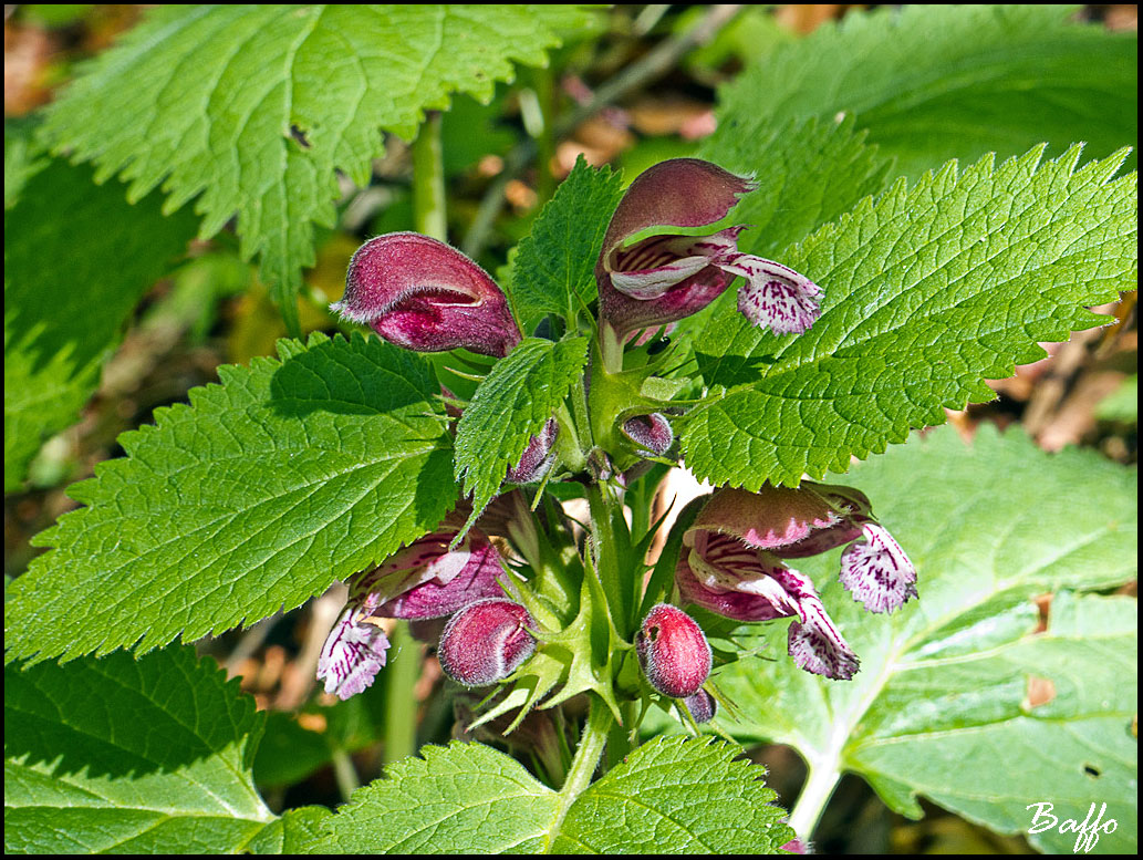 Lamium orvala / Falsa ortica maggiore